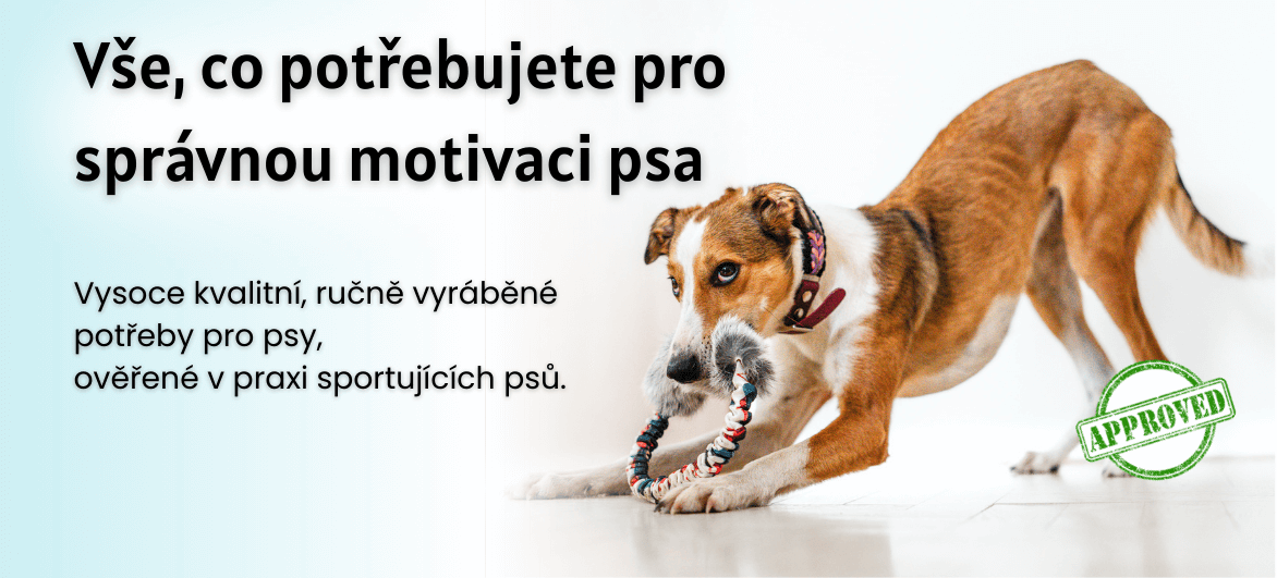 Vše co potřebujete pro správnou motivaci psa
